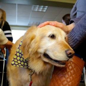 Therapy dogs provide emotional support to ‘stressed out’ students