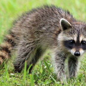 Authorities warn of distemper outbreak in Niagara County raccoons