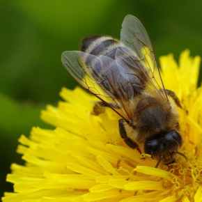 Kenmore group starts ‘save the bees’ program